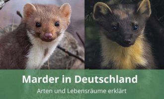 Marderarten in Deutschland