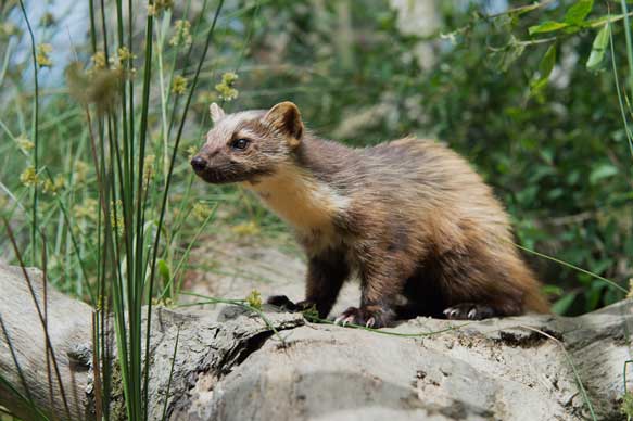 der Baummarder