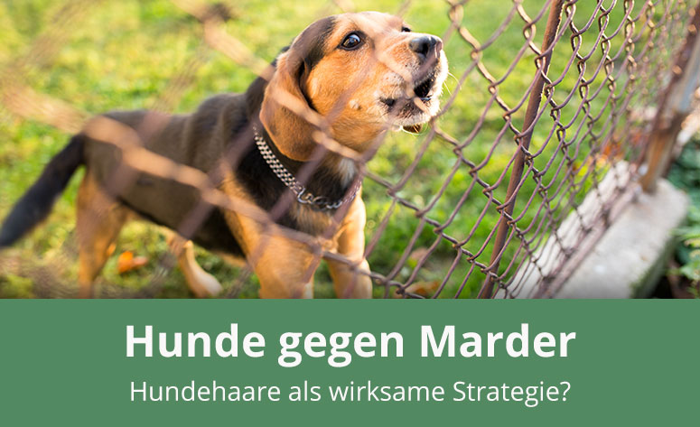 Hundehaare als Marderschutz