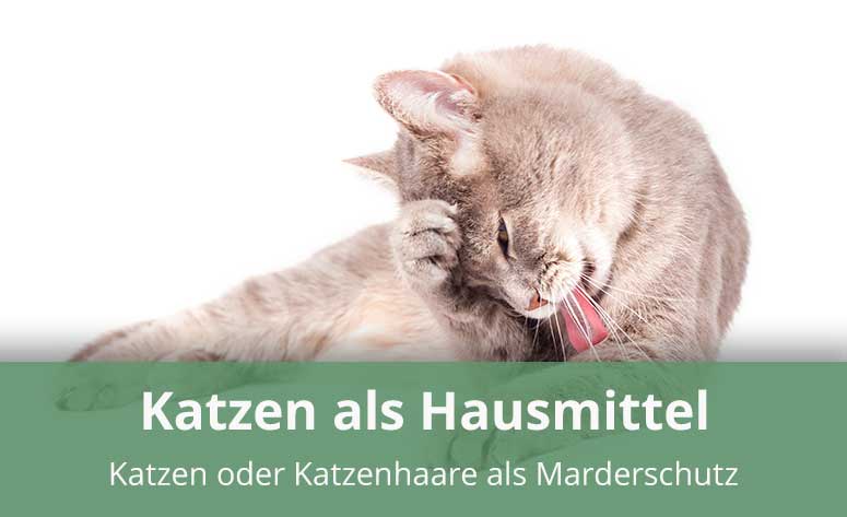 Katzenhaare gegen Marder