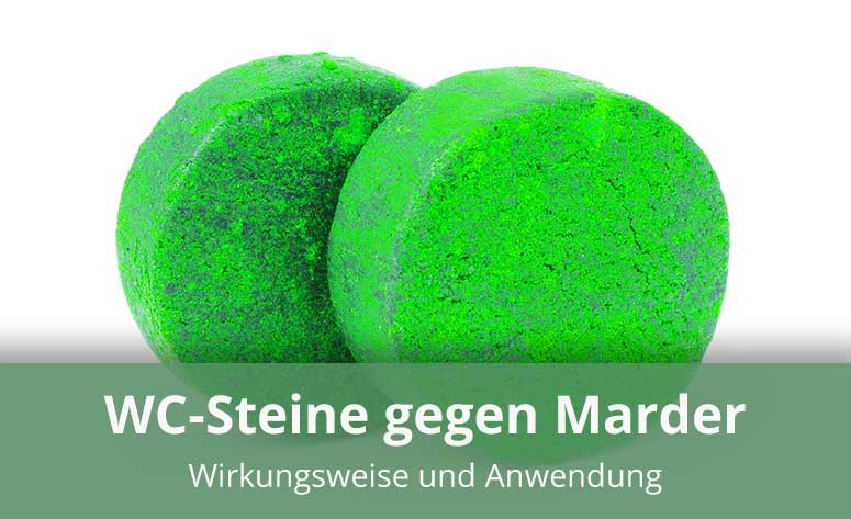 WC-Stein