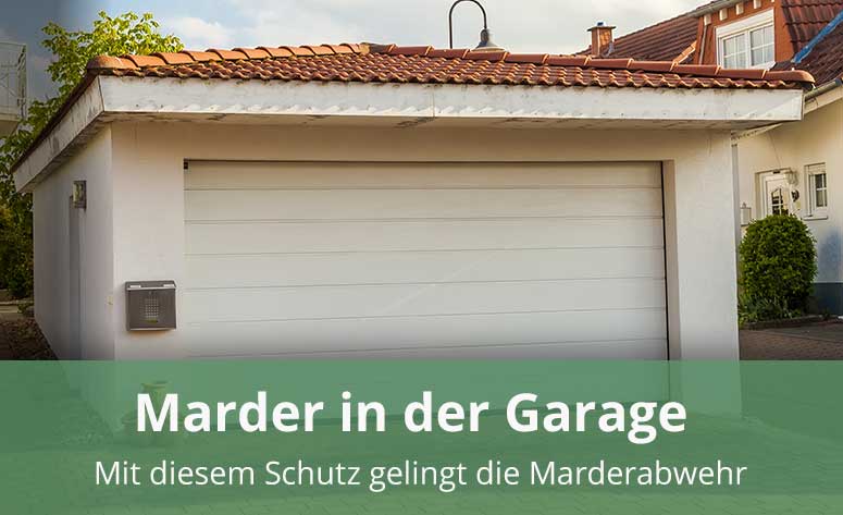 Marder in der Garage