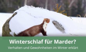 Marder und Winterschlaf