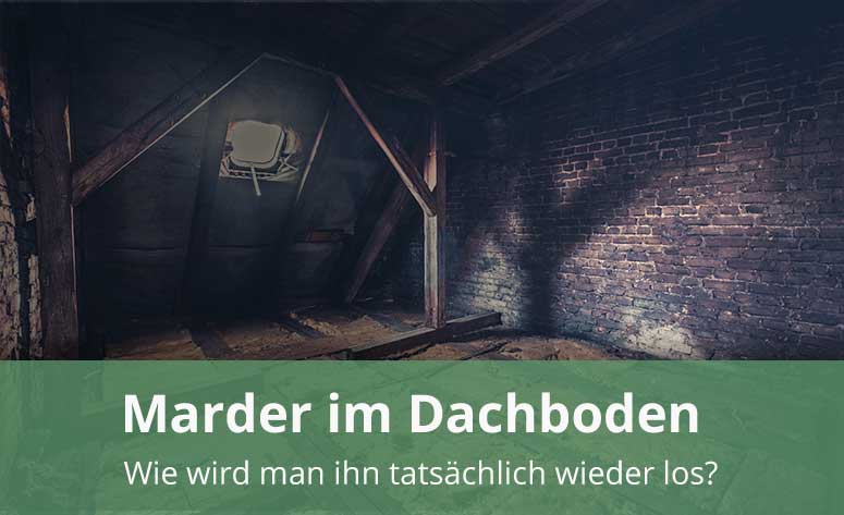 Marder im Dach