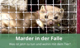 Marderköder für Lebendfalle (10 Vanillekekse) –