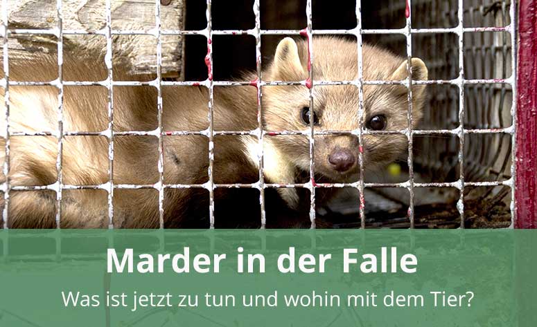 Der Marder ist in der Falle – was tun?