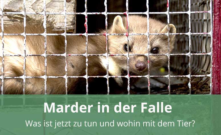 Die 10 häufigsten Fehler beim Marderfang –