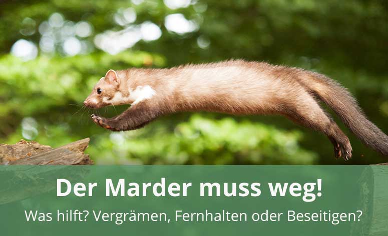 Marder im Wohngebiet: Tipps zum Vergrämen und Abschrecken