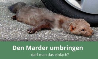 Marder töten oder sogar vergiften