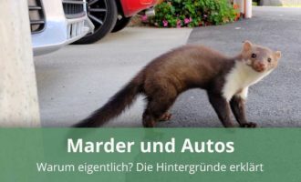 Warum gehen Marder an Autos?