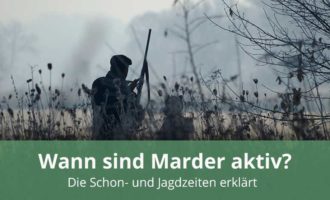 Wann sind Marder aktiv?