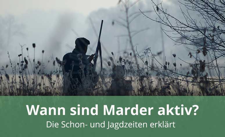 Wann aktiv? Schon- und Jagdzeiten erklärt