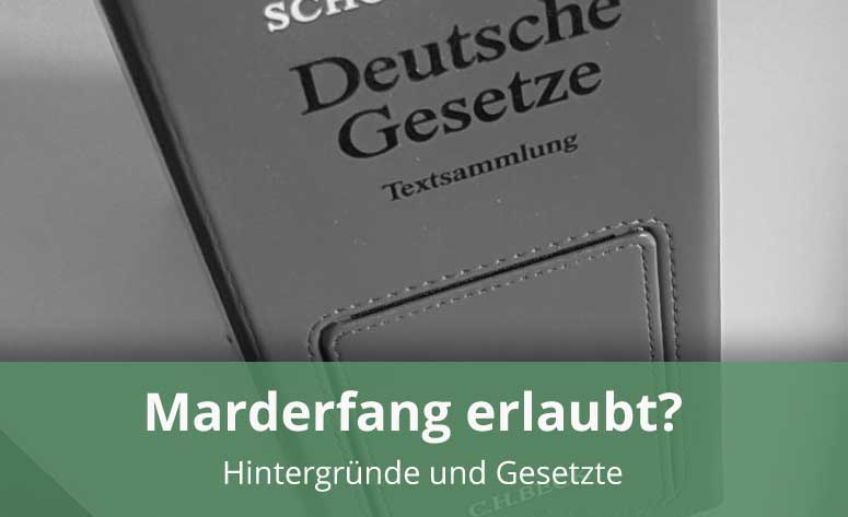 Ist es erlaubt den Marder zu fangen?