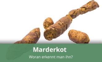 Marderkot erkennen