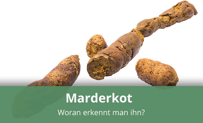 Woran erkennt man Marderkot? » Infos & Tipps