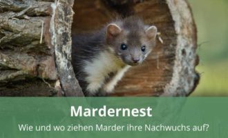 Mardernest