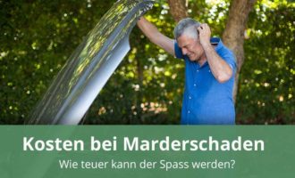 Mardergefahr: Wann sollte man eine Motorwäsche vornehmen? » Alle Infos