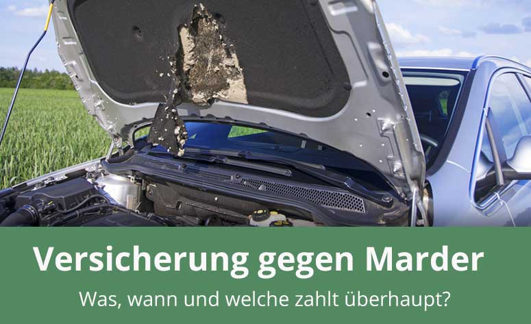 Was zahlt die Versicherung beim Marderschaden?