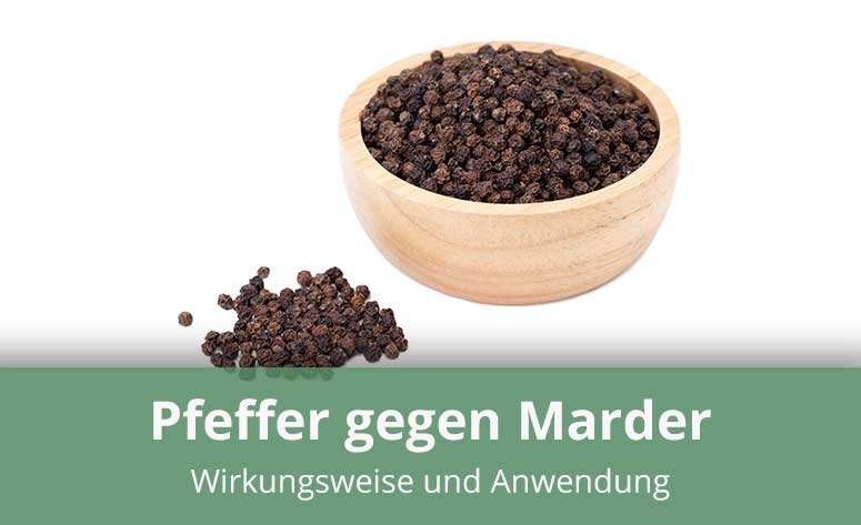 Pfeffer