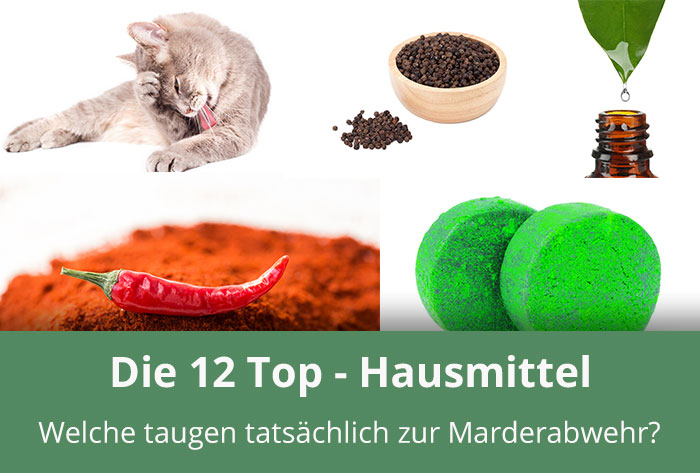 Hausmittel gegen Marder