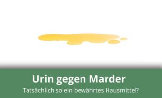 Urin als Marderabwehr