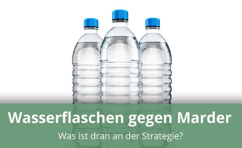 Helfen Wasserflaschen gegen Marder? - Marder-Ratgeber