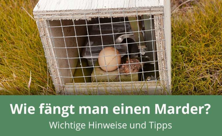 Wie Fange Ich Ein Marder