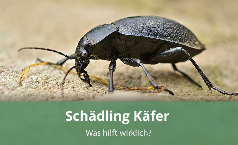 Schädling Käfer und wie man ihn bekämpft
