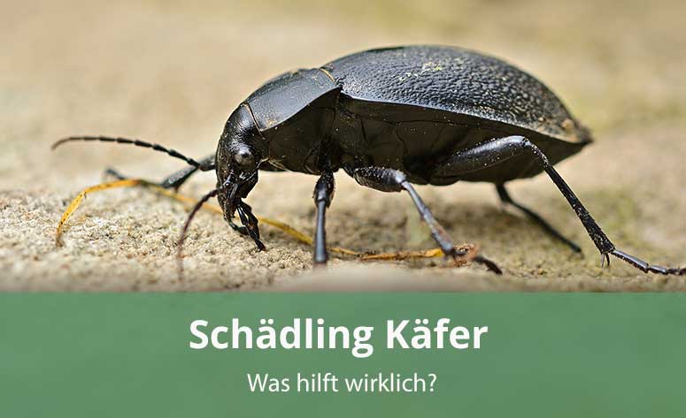 Schädling Käfer