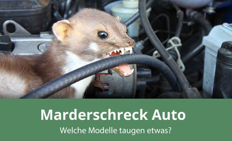 Marderschutz fürs Auto: 5 Tipps für Marderschreck & Co.