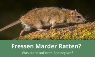 Fressen Marder auch Ratten?