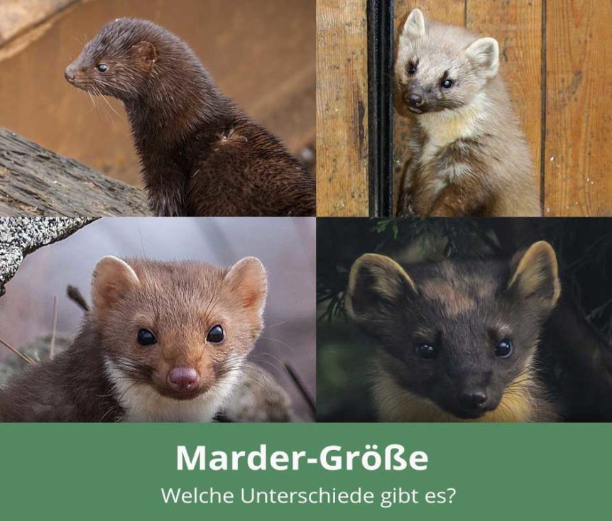 Wie groß wird ein Marder?