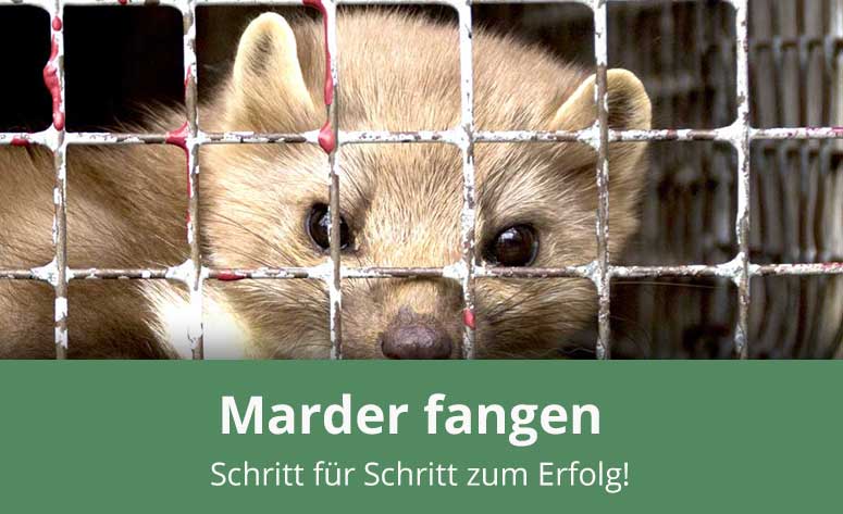 Die 5 grössten Fehler beim Marderfang – Jagdfalk