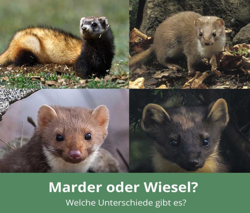 Marder und Wiesel: Welche Unterschiede gibt es?