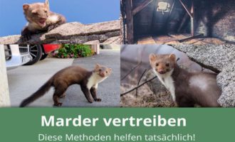 4 Stück Mardergitter Marder Gitter Marderschutz Marderabwehr