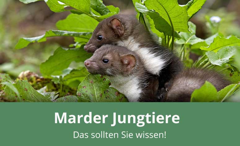 Marder Jungtiere