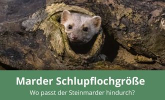 Lochgröße für einen Steinmarder