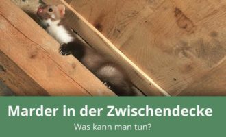 Marder in der Zwischendecke