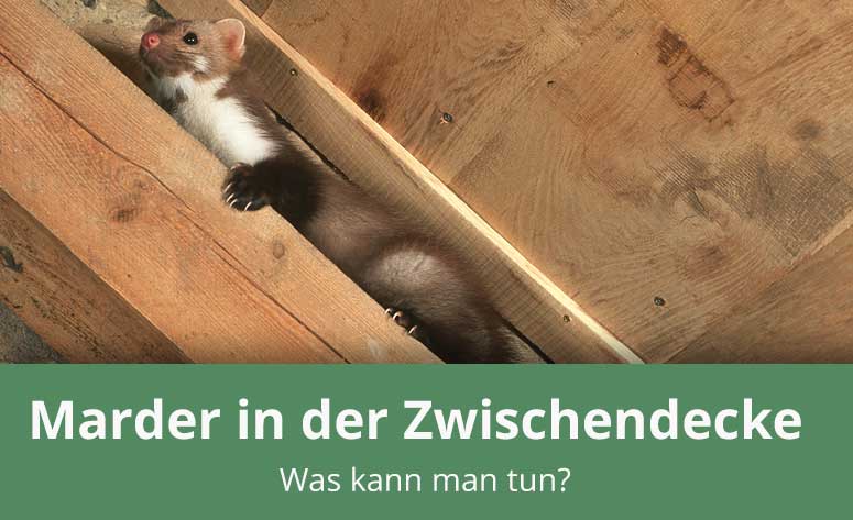Marder in der Zwischendecke – was können Sie tun?