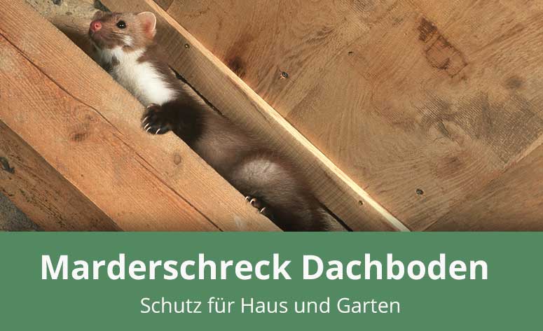 Der beste Marderschreck fürs Haus » Kaufratgeber: Modelle und Tipps