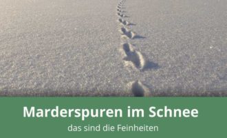 Marderspuren im Schnee