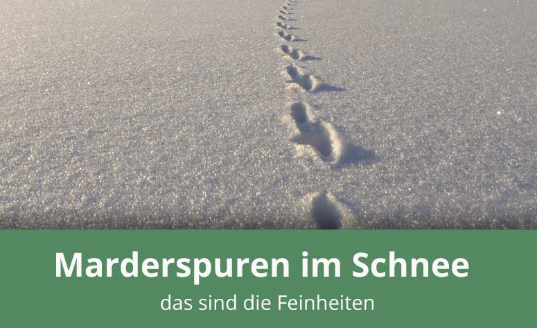 Marderspuren im Schnee