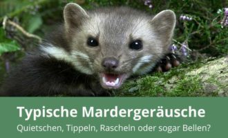 Typische Marder-Geräusche