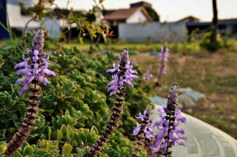 Marder im Garten » Womit am besten abwehren und vertreiben?