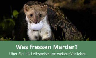 Was fressen Marder?