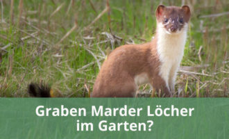 Marder im Garten