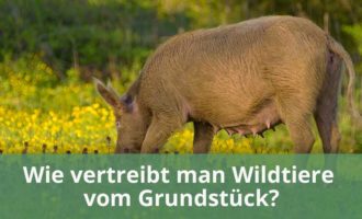 Wildtiere Grundstück